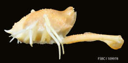 Image of Leucosioidea Samouelle 1819