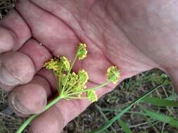 Image of Great Basin desertparsley