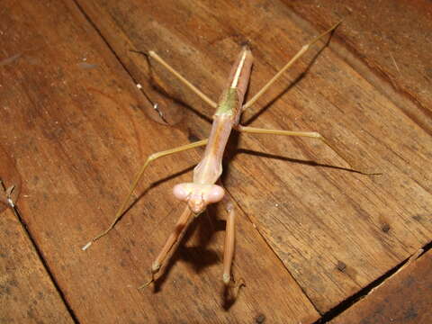 Image of Archimantis