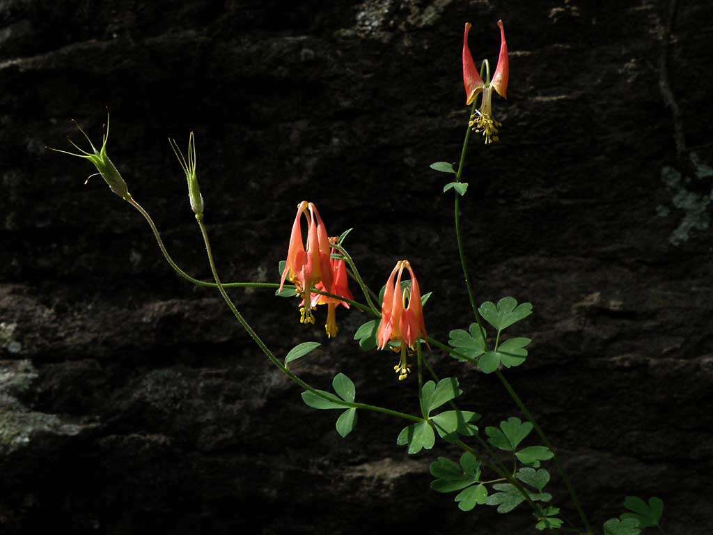 Image of desert columbine