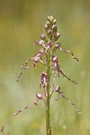 Himantoglossum adriaticum H. Baumann resmi