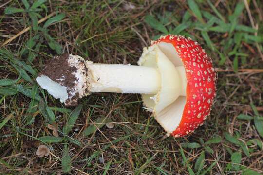 Image of Amanita