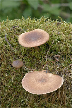 Image of Lentinus substrictus (Bolton) Zmitr. & Kovalenko 2016