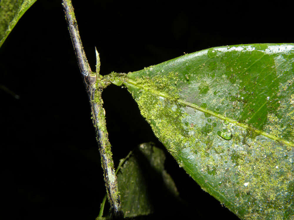 Plancia ëd Swartzia simplex var. continentalis Urb.