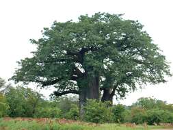 Image of African Baobab