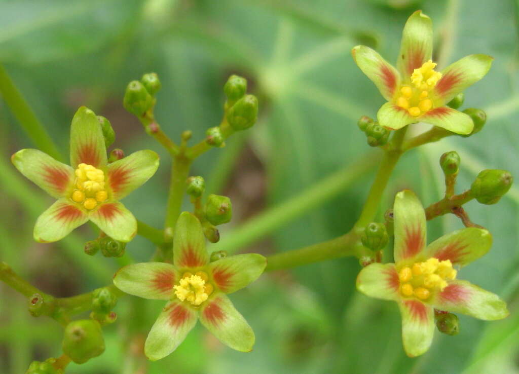 Image of Jatropha subaequiloba Radcl.-Sm.