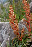 Image of Dracophyllum milliganii Hook.