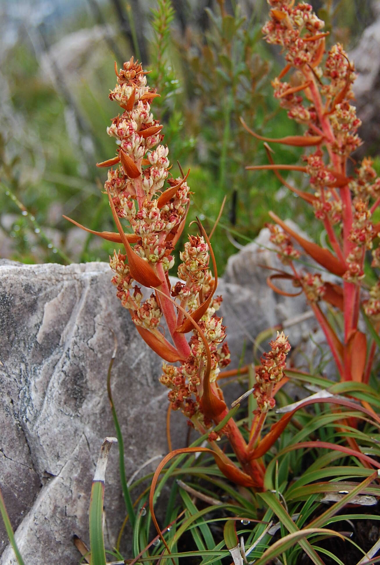 Image of Dracophyllum milliganii Hook.