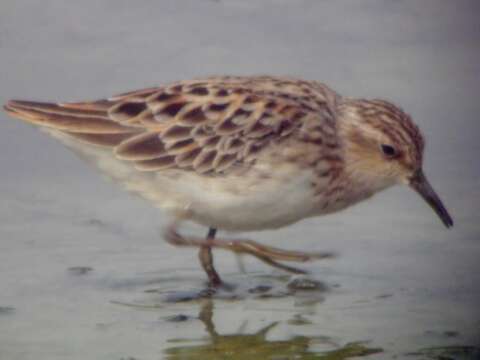 Image of Calidris Merrem 1804