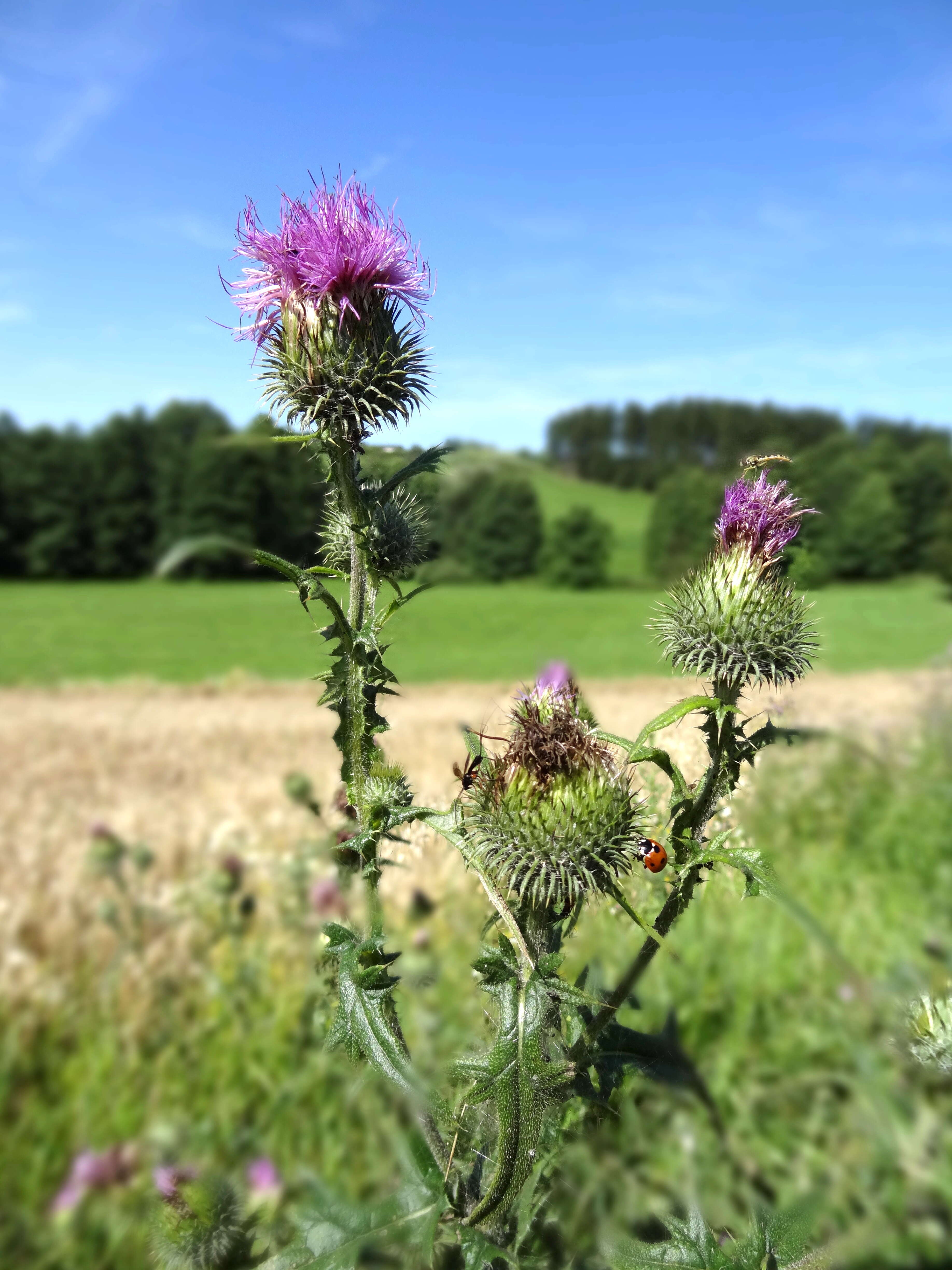 Image of Spear Thistle