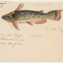Image of Auchenipterichthys punctatus (Valenciennes 1840)