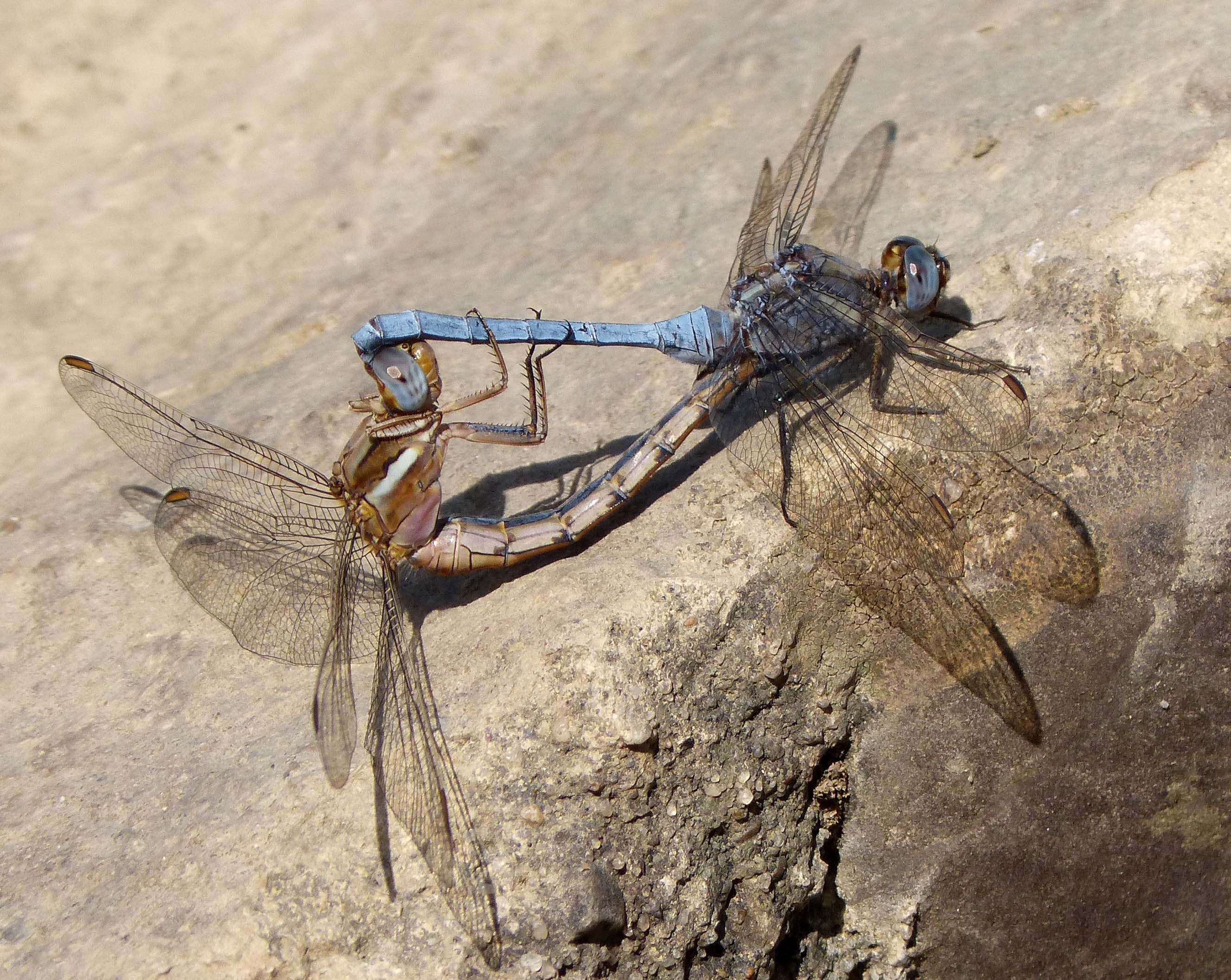 Image of Epaulet Skimmer