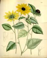 Image of cucumberleaf sunflower