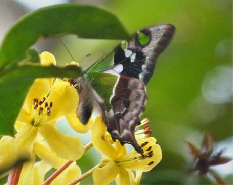 Image of Purple Spotted Swallowtail