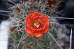 Image de Echinocereus coccineus Engelm.