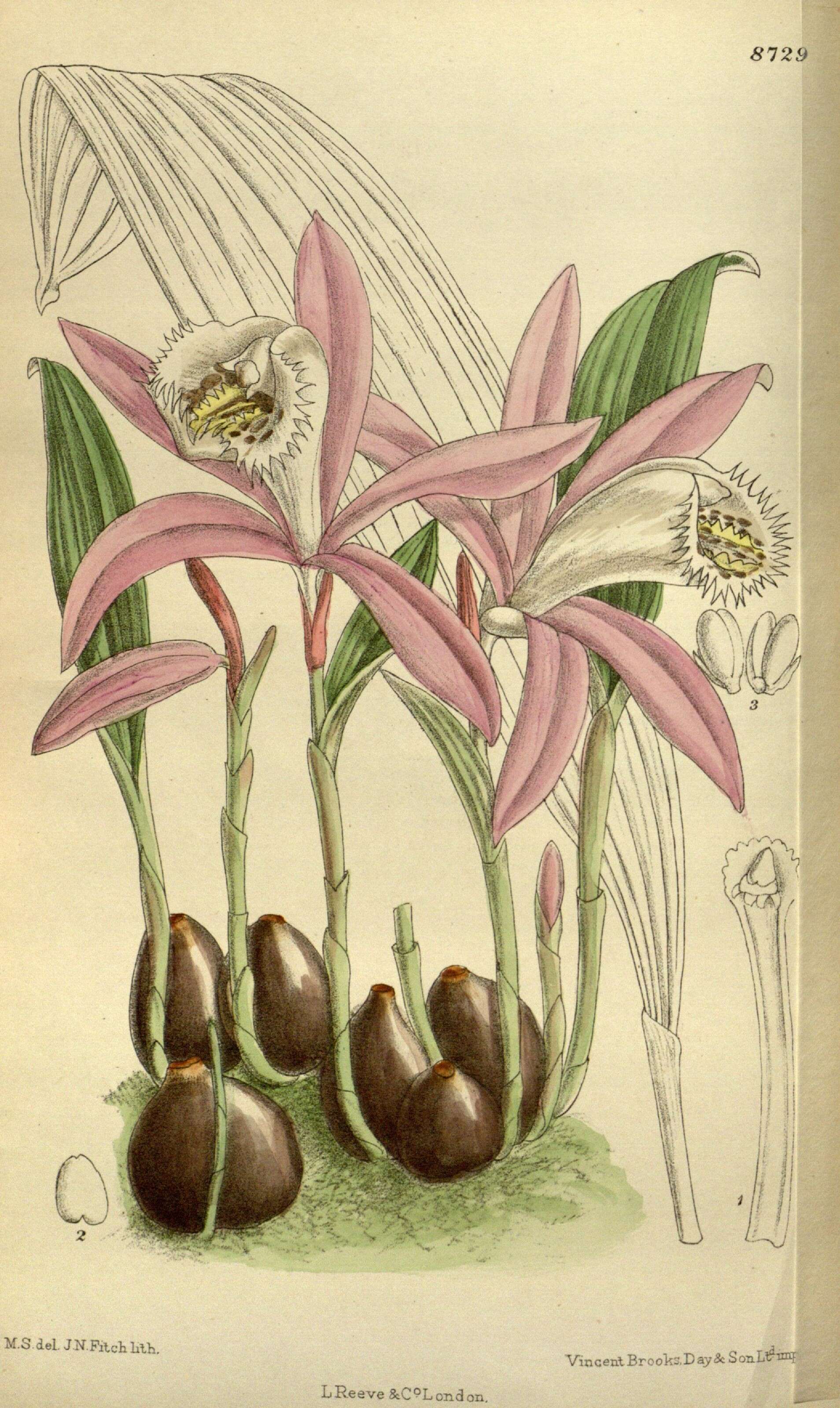 Image of Peacock orchids