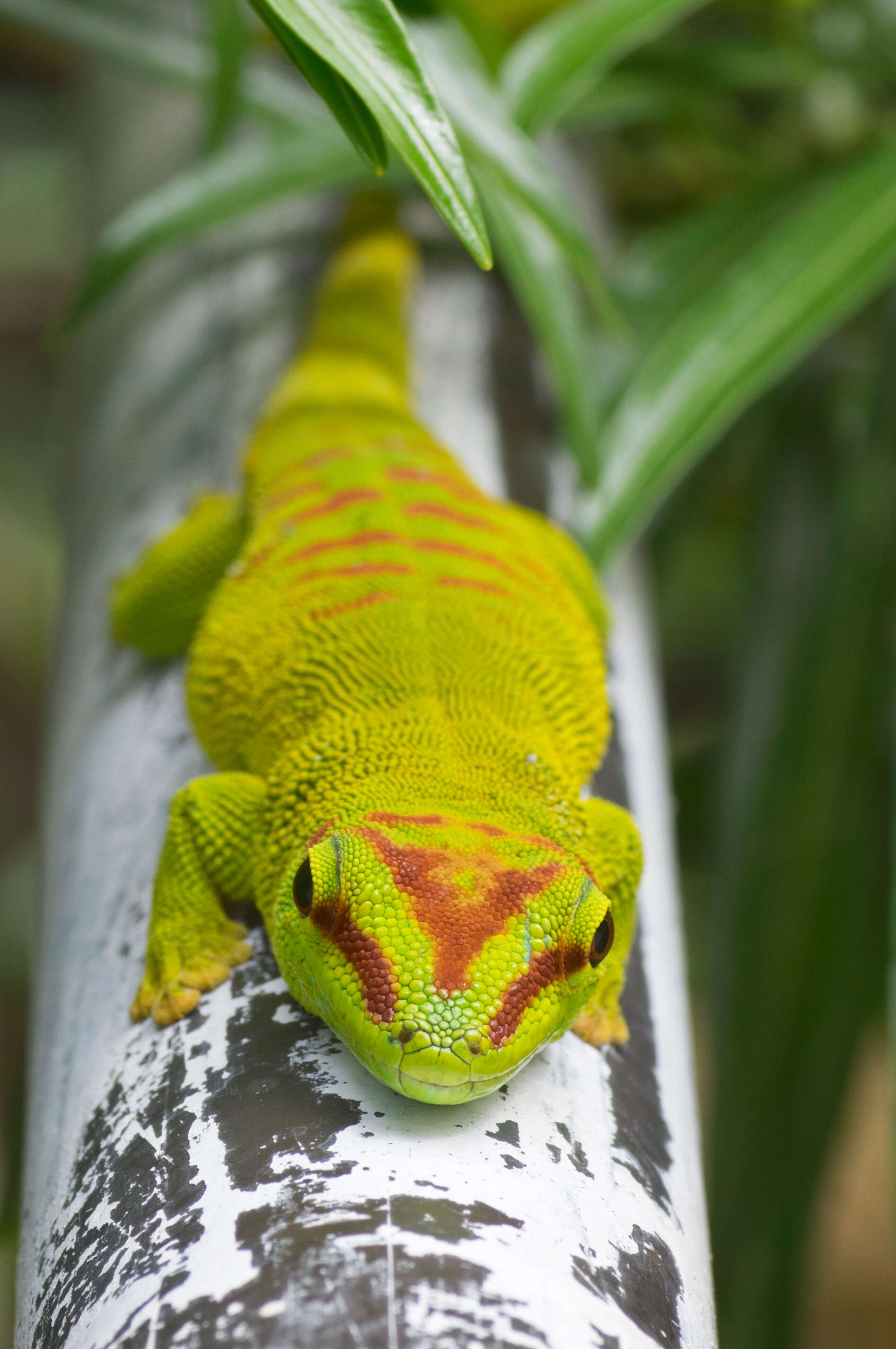 Image of Phelsuma