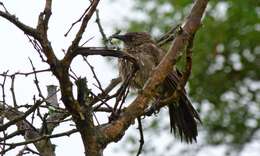 Image of Arrow-marked Babbler