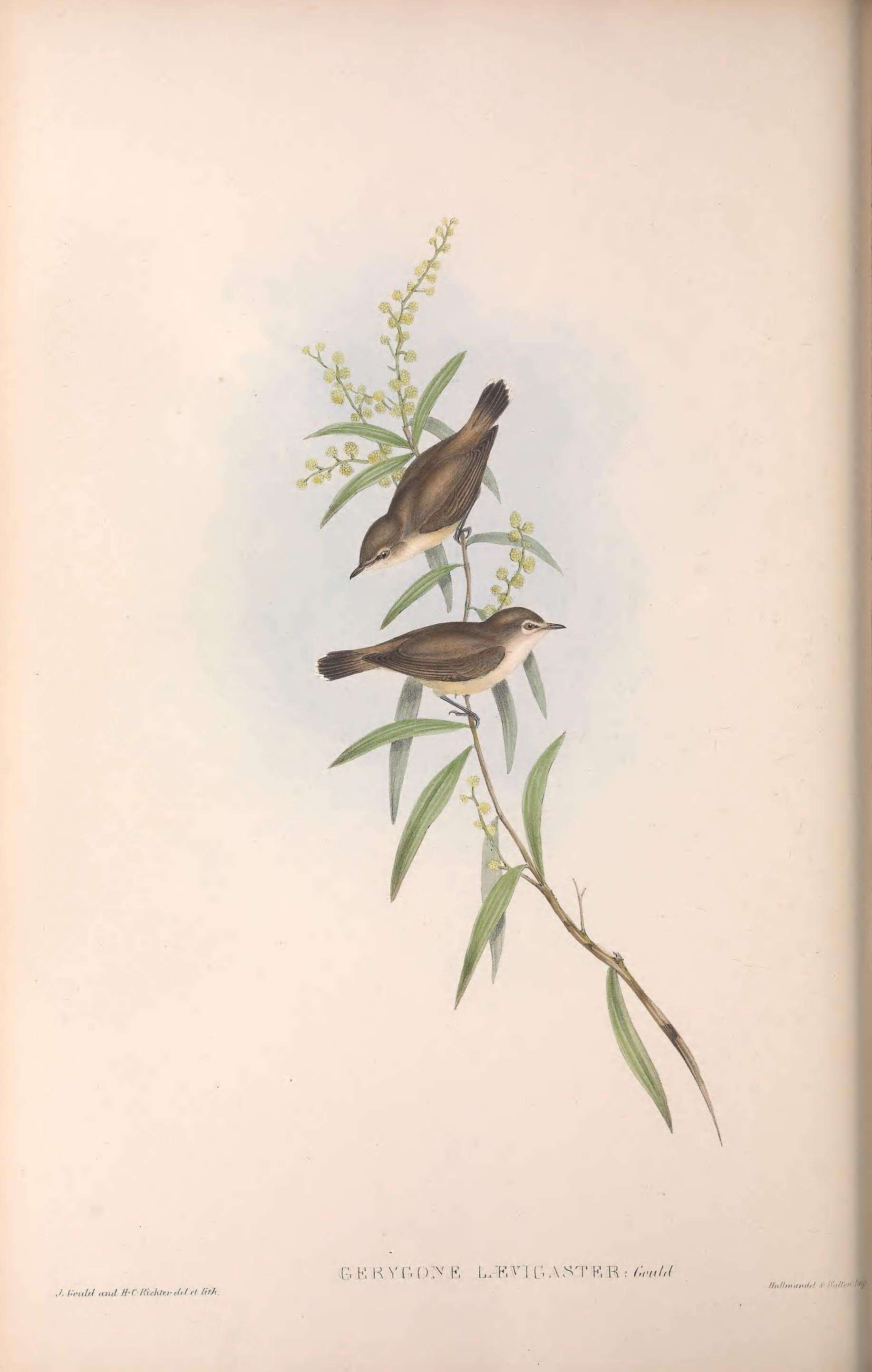Image of Gerygone Gould 1841