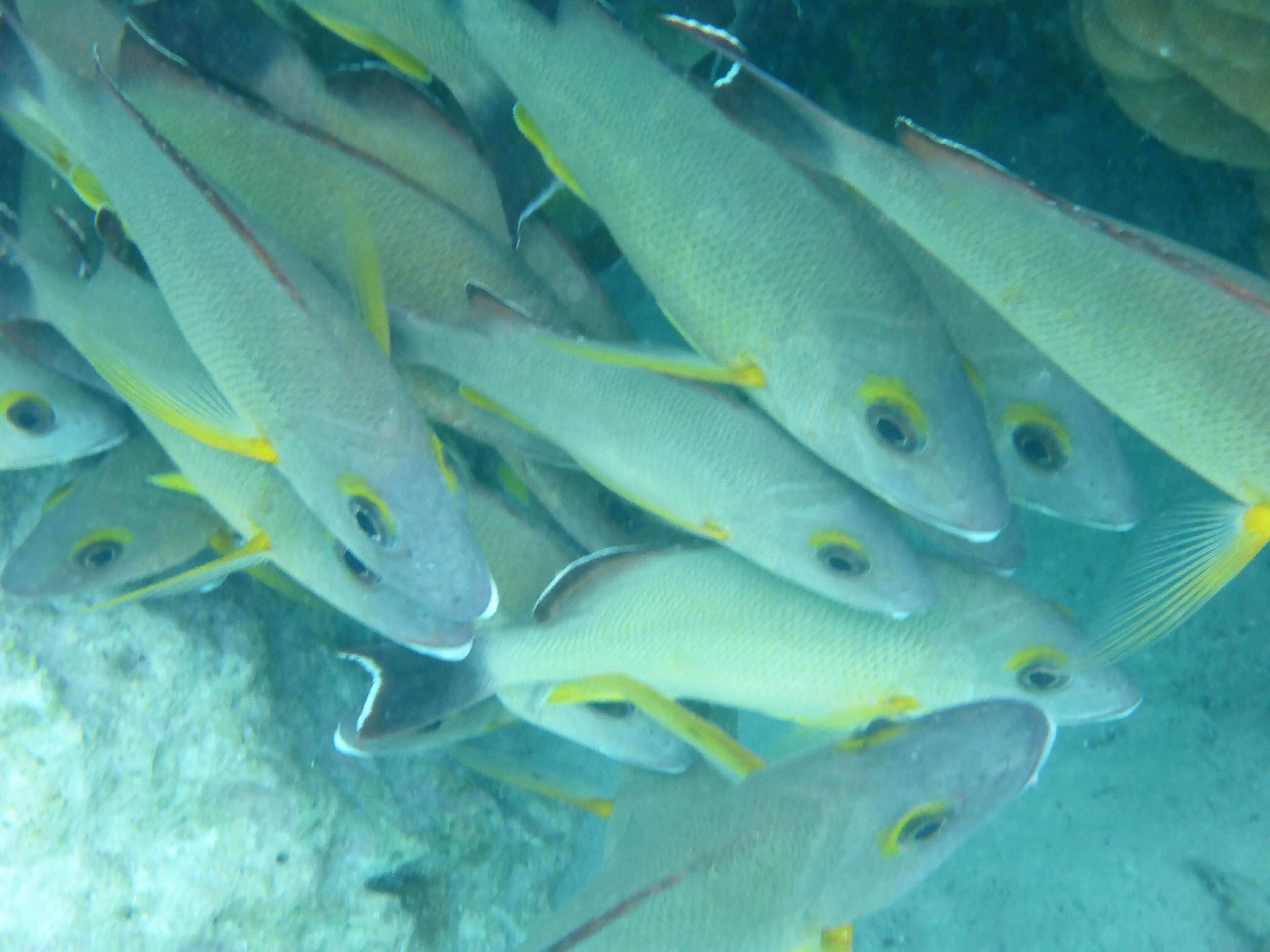 Image of Blacktail snapper