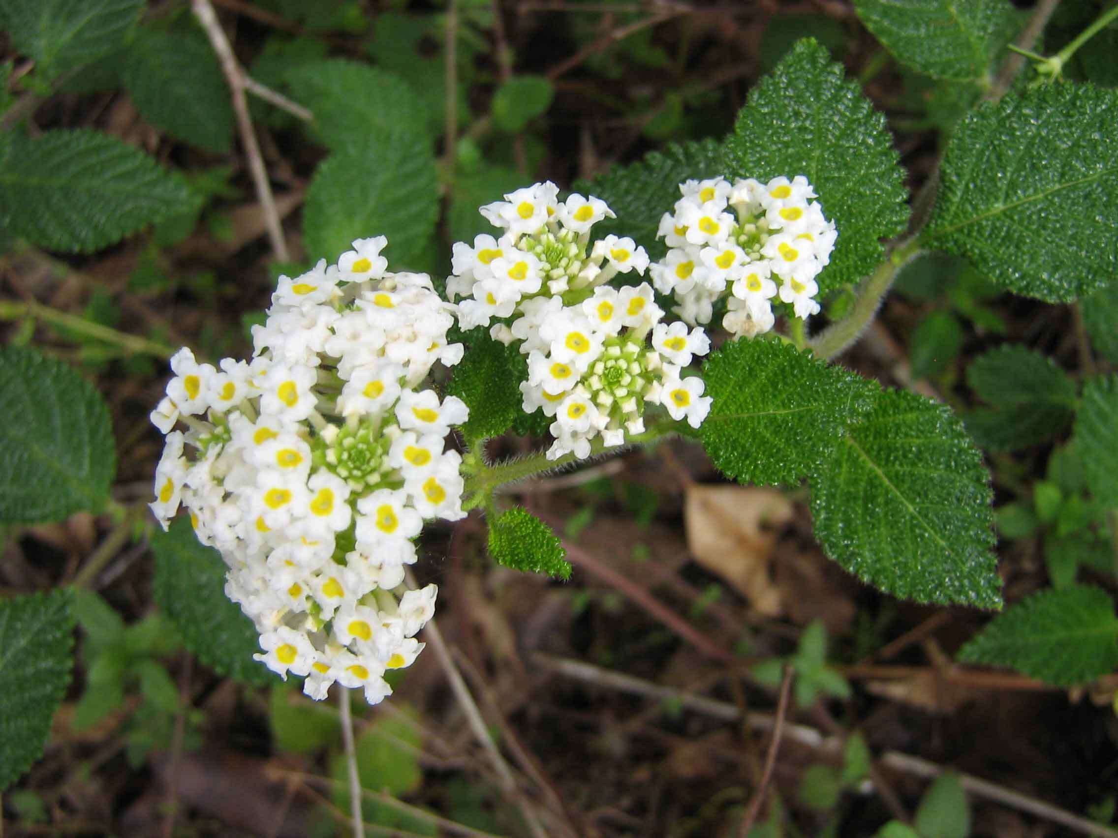 Image of Lantana radula Sw.