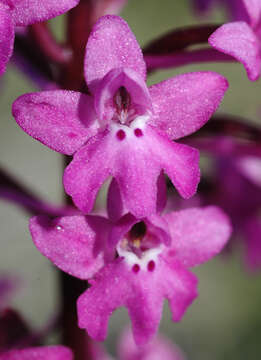 Image of Man Orchids