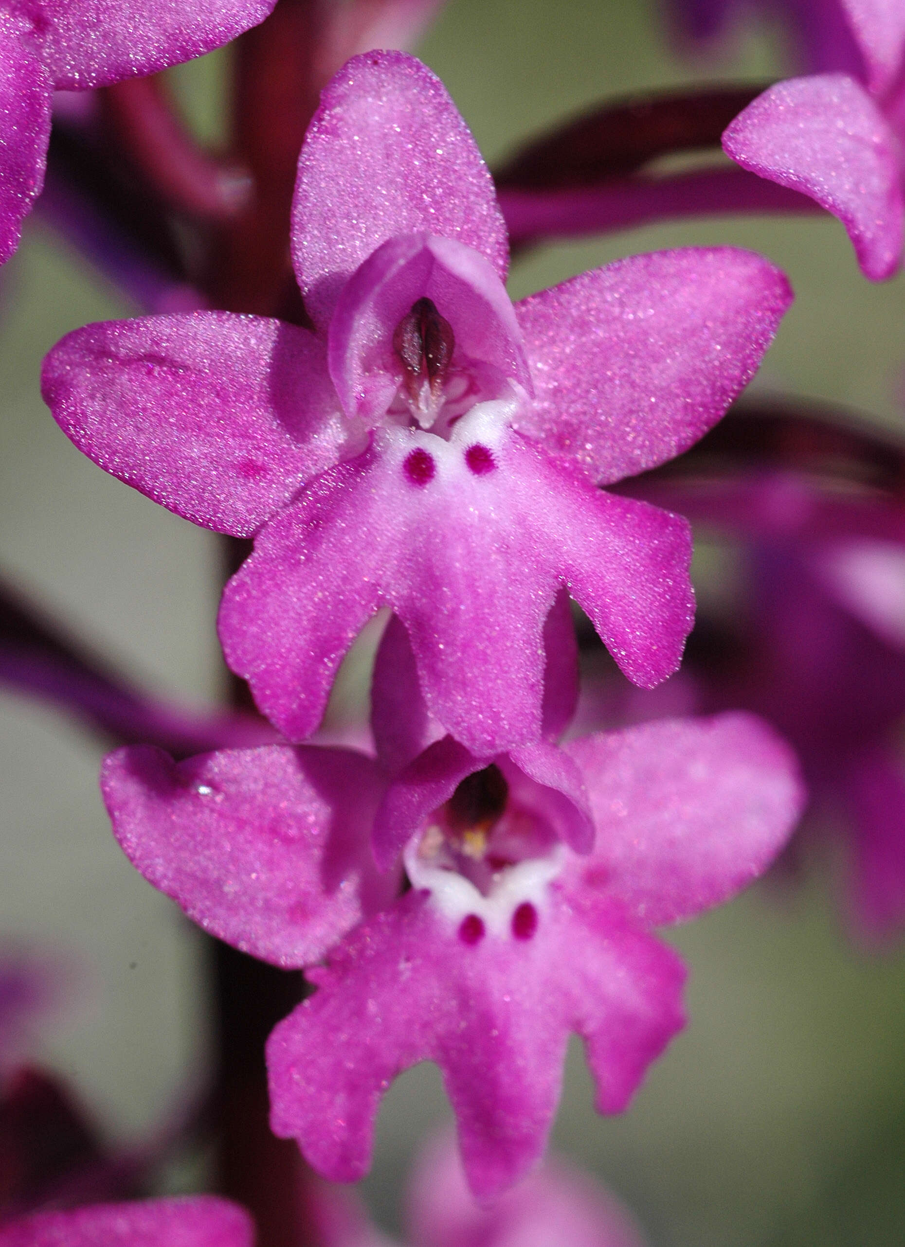 صورة Orchis quadripunctata Cirillo ex Ten.