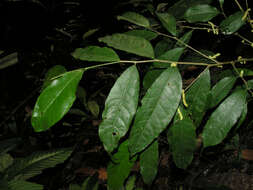 Image of Sorocea affinis Hemsl.