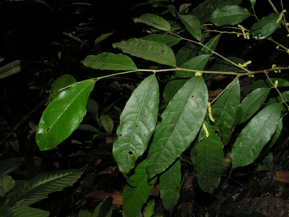 Image of Sorocea affinis Hemsl.