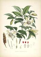 Image of magnolias and relatives