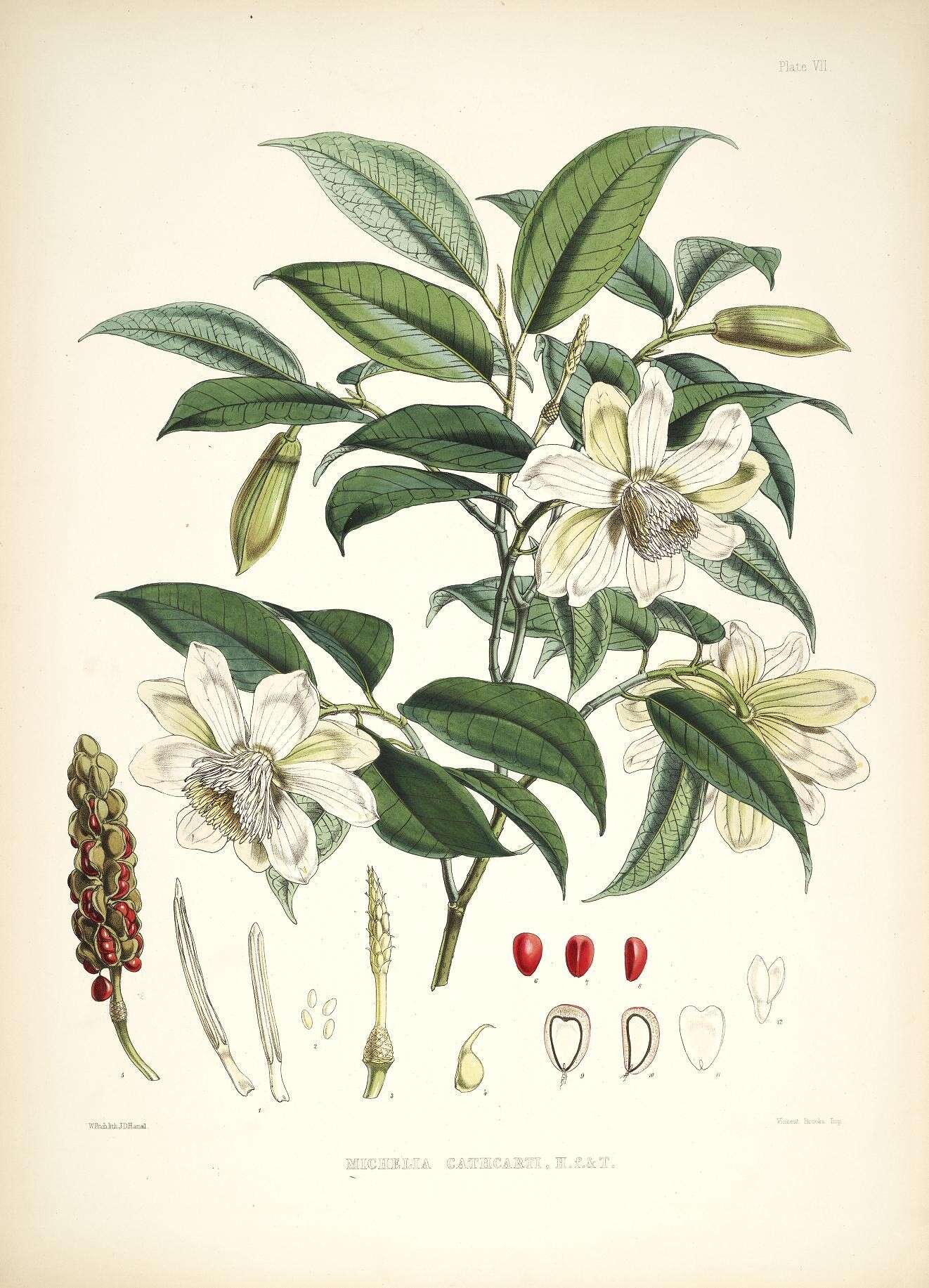 Magnolia cathcartii (Hook. fil. & Thomson) Noot.的圖片