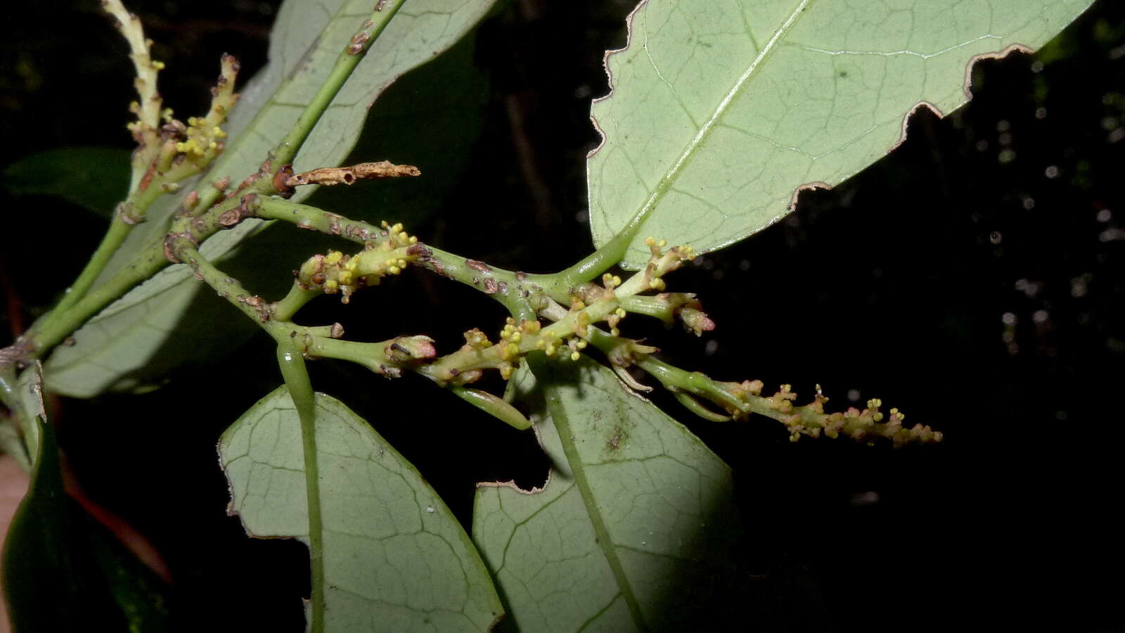 Image of Gymnanthes glabrata (Mart.) Govaerts