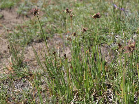 Juncus mertensianus Bong.的圖片