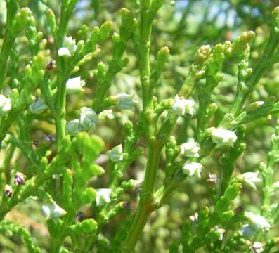 Image of Incense-cedar