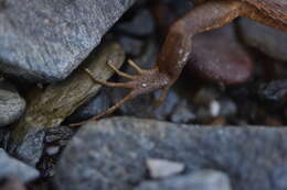 Image of Sand lizards