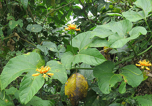 Image of Gurania lobata (L.) J. F. Pruski