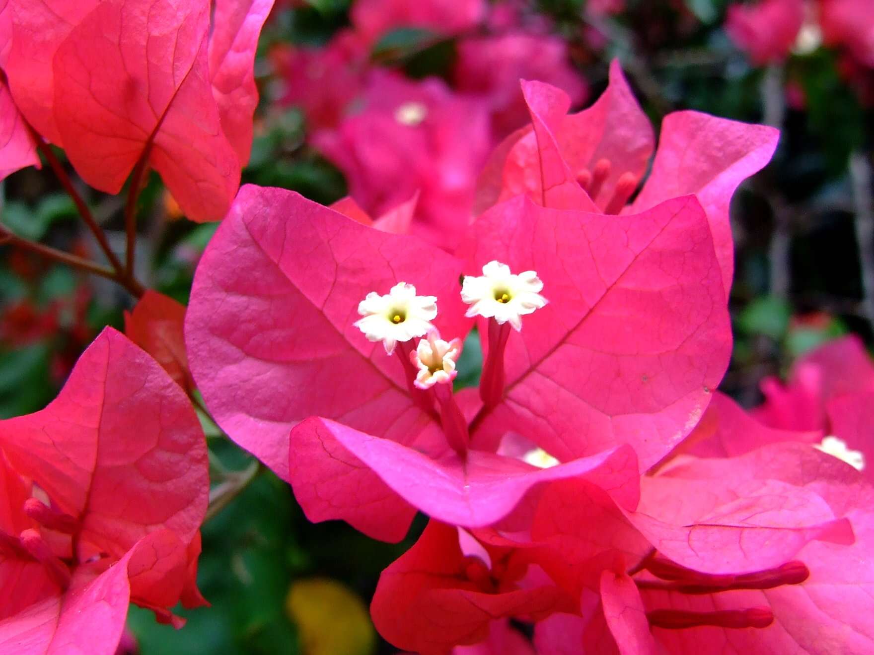 Image of bougainvillea