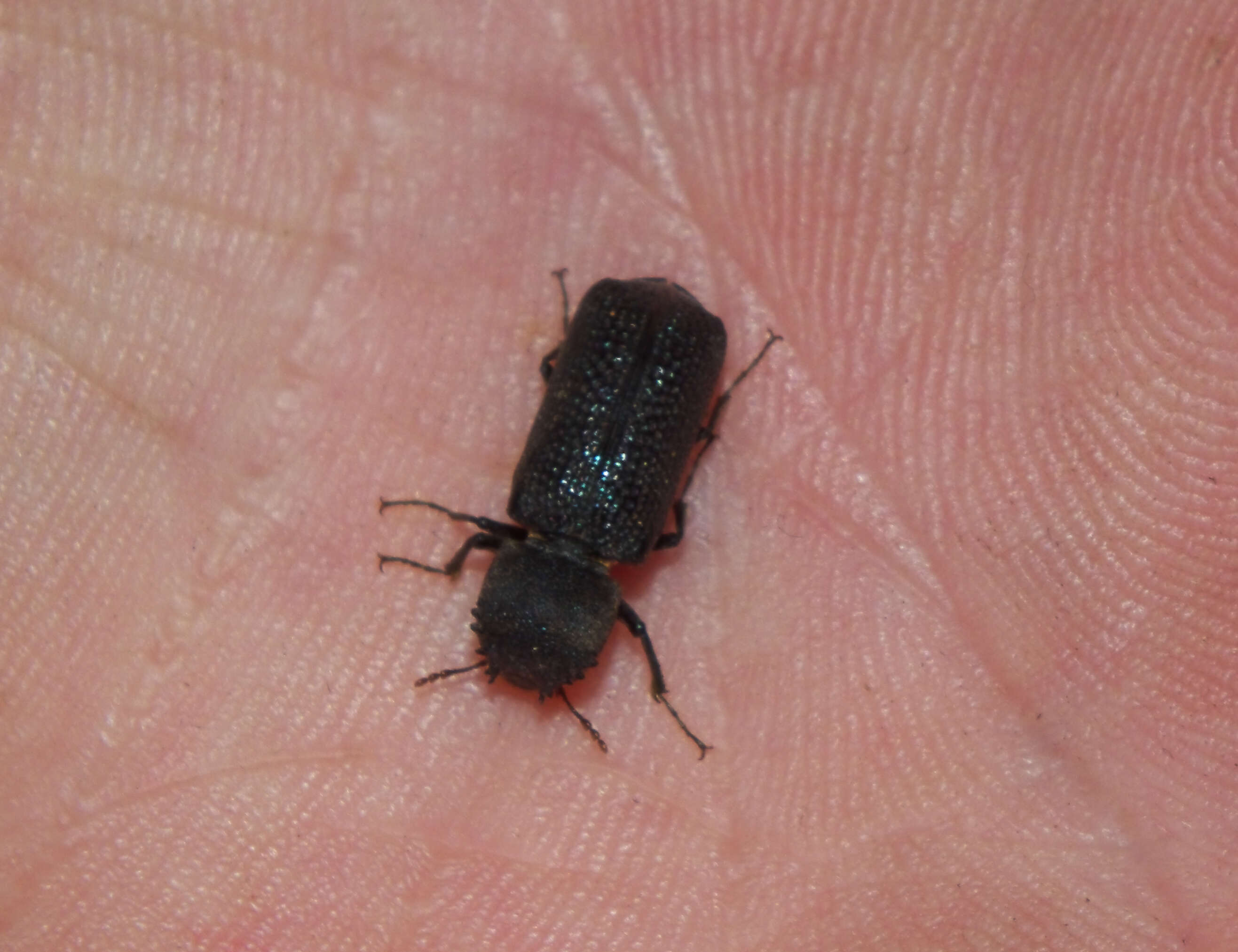 Image of horned powderpost beetles