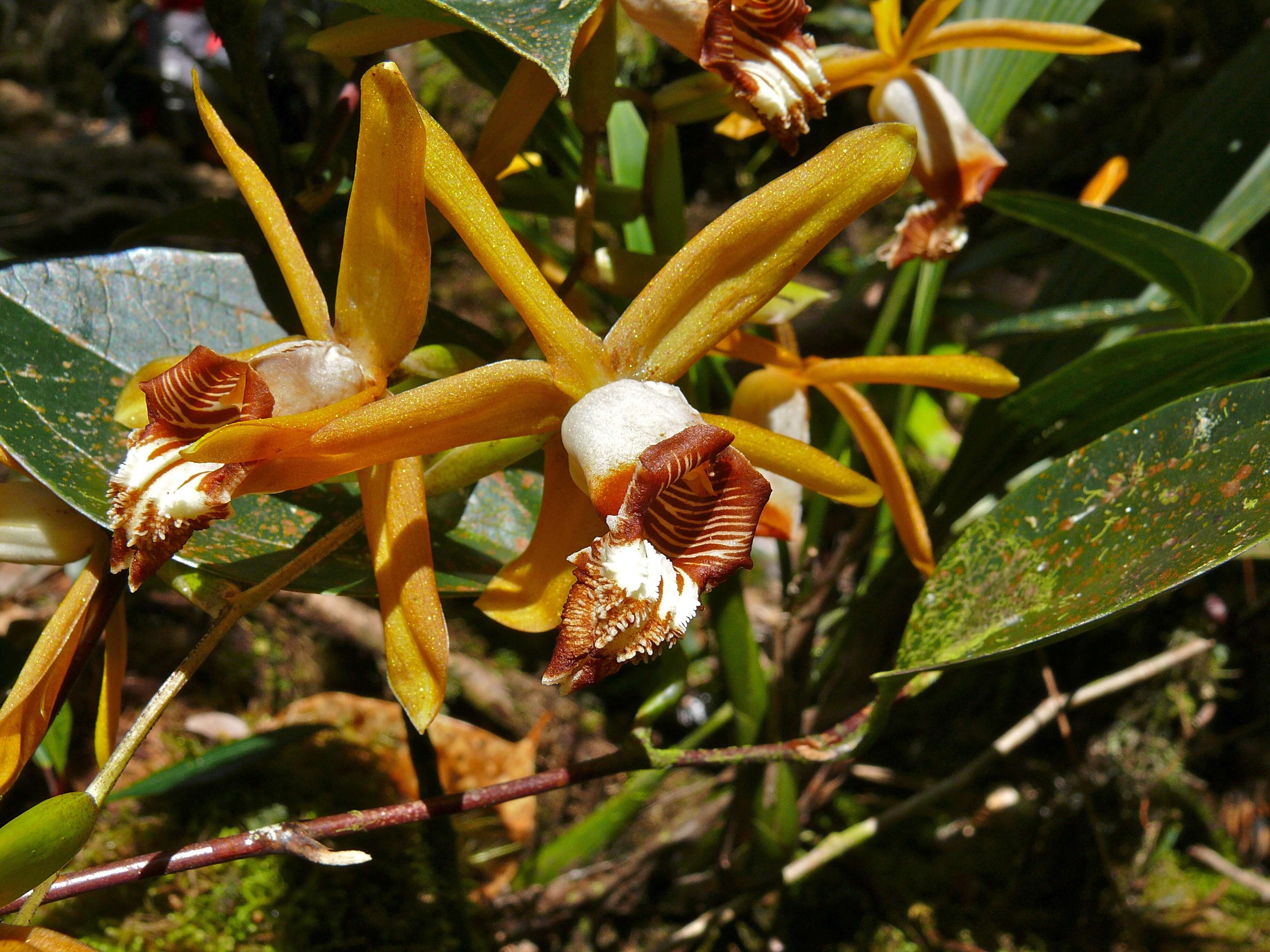Image of Coelogyne radioferens Ames & C. Schweinf.