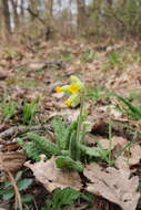 Image of Cowslip