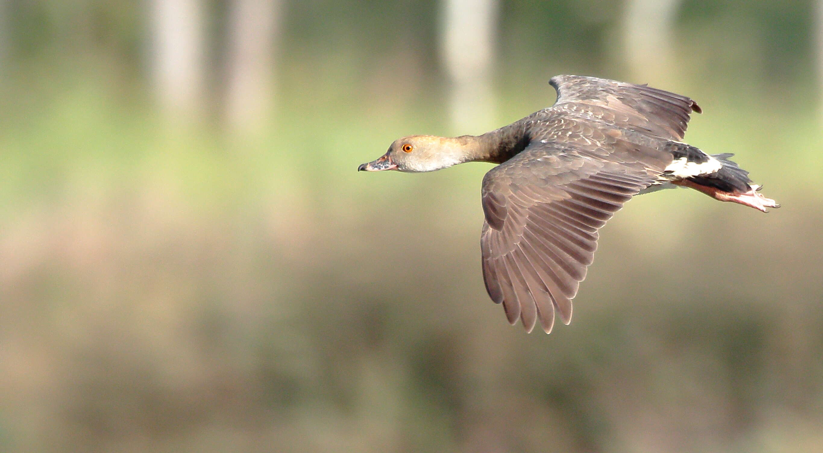 Image of Grass Whistling Duck