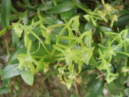 Imagem de Epidendrum bilobatum Ames