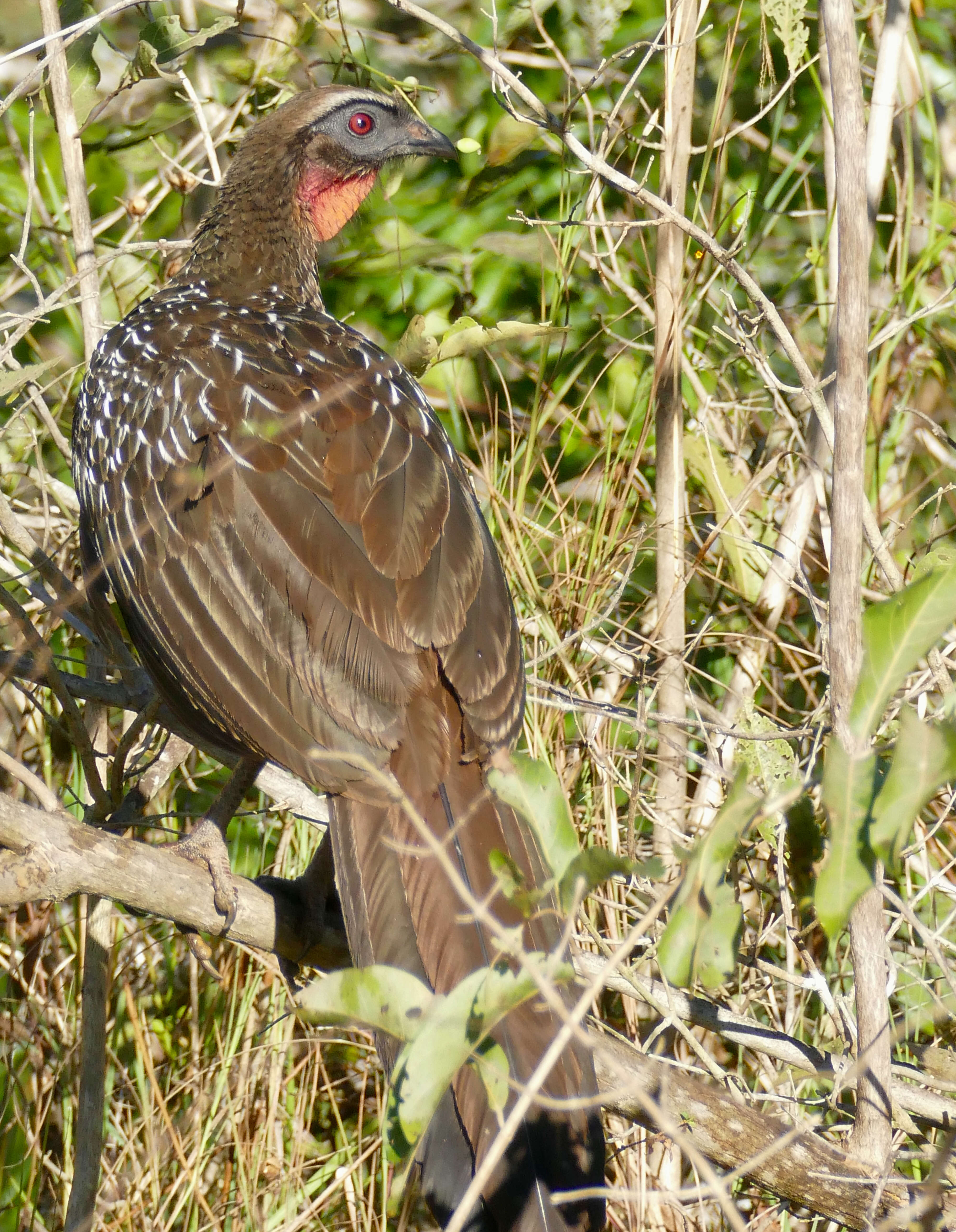 Image of Chestnut-bellied Guan