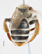 Image of Andrena integra Smith 1853