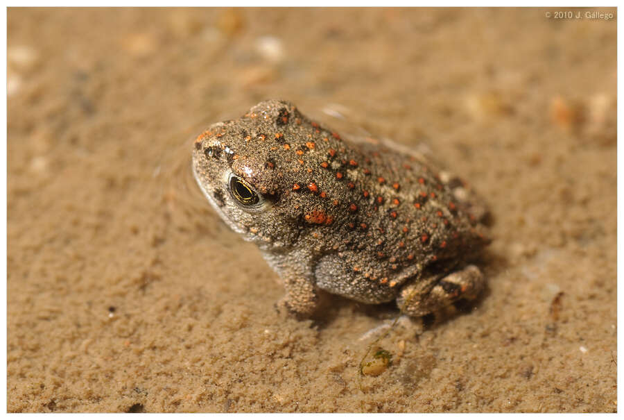 Image of Natterjack toad