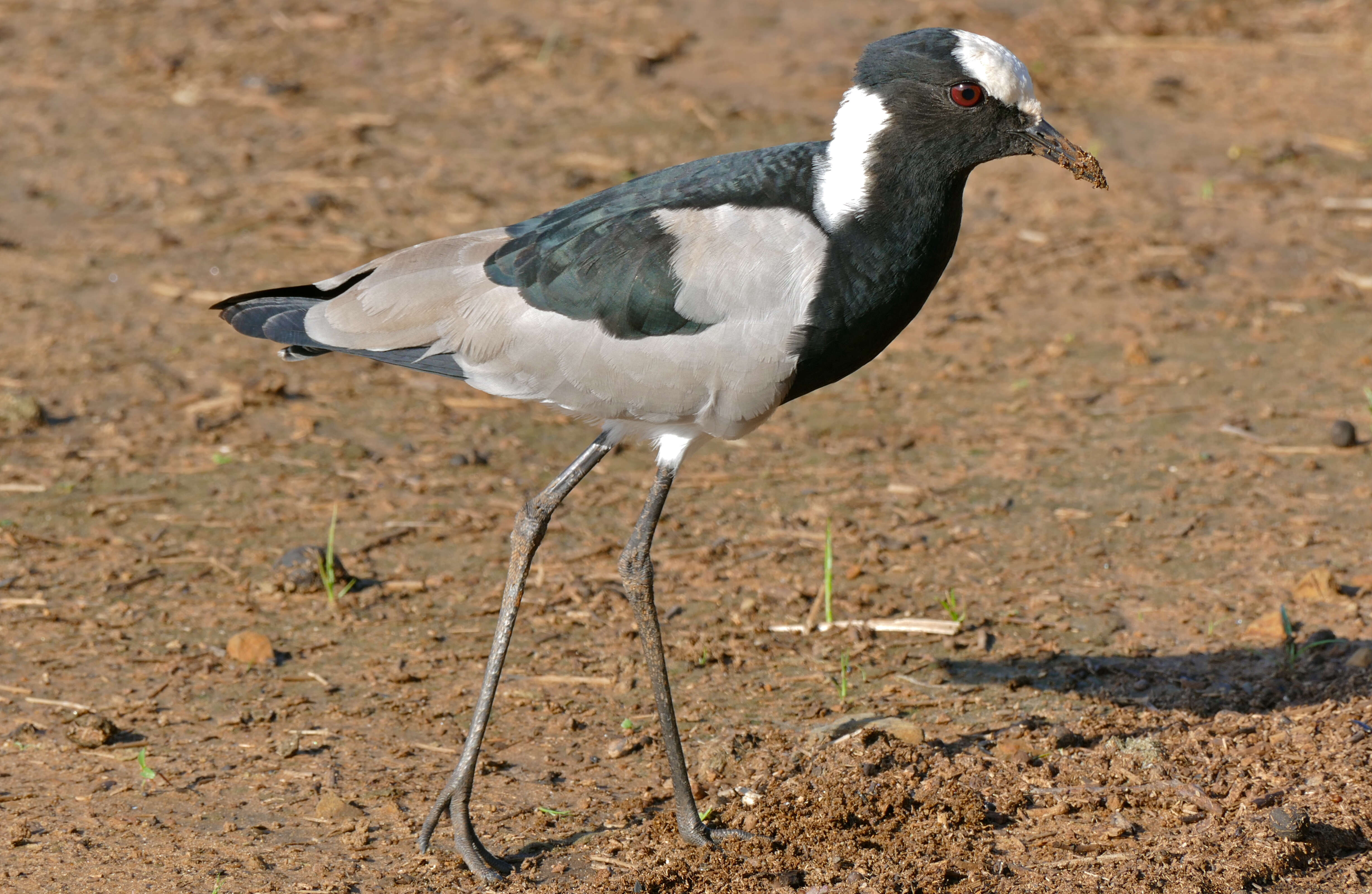 Image of Blacksmith Lapwing