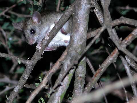 Image of Thicket Rats