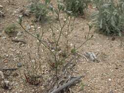 Image of Great Basin woollystar