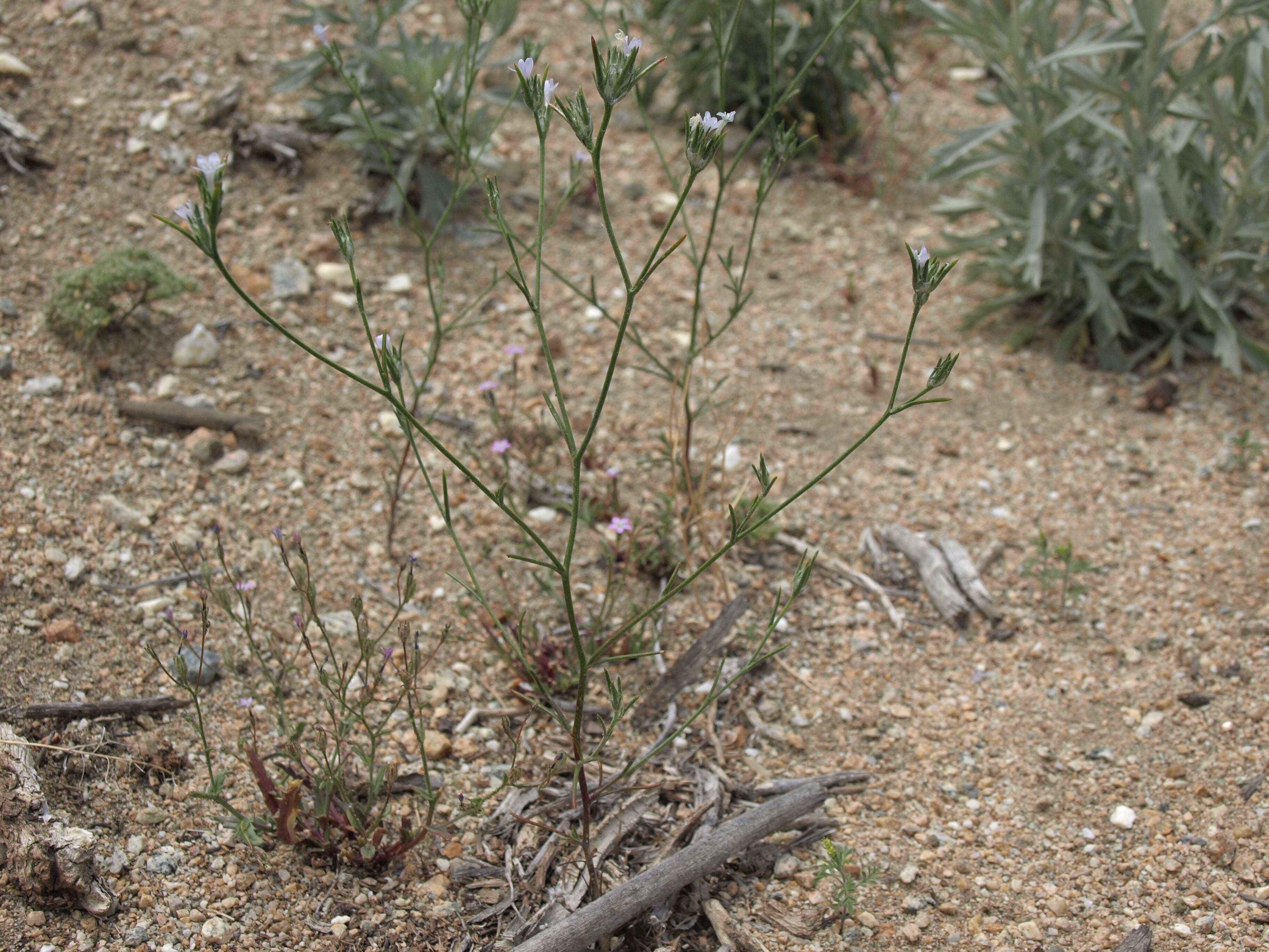 Image de Eriastrum