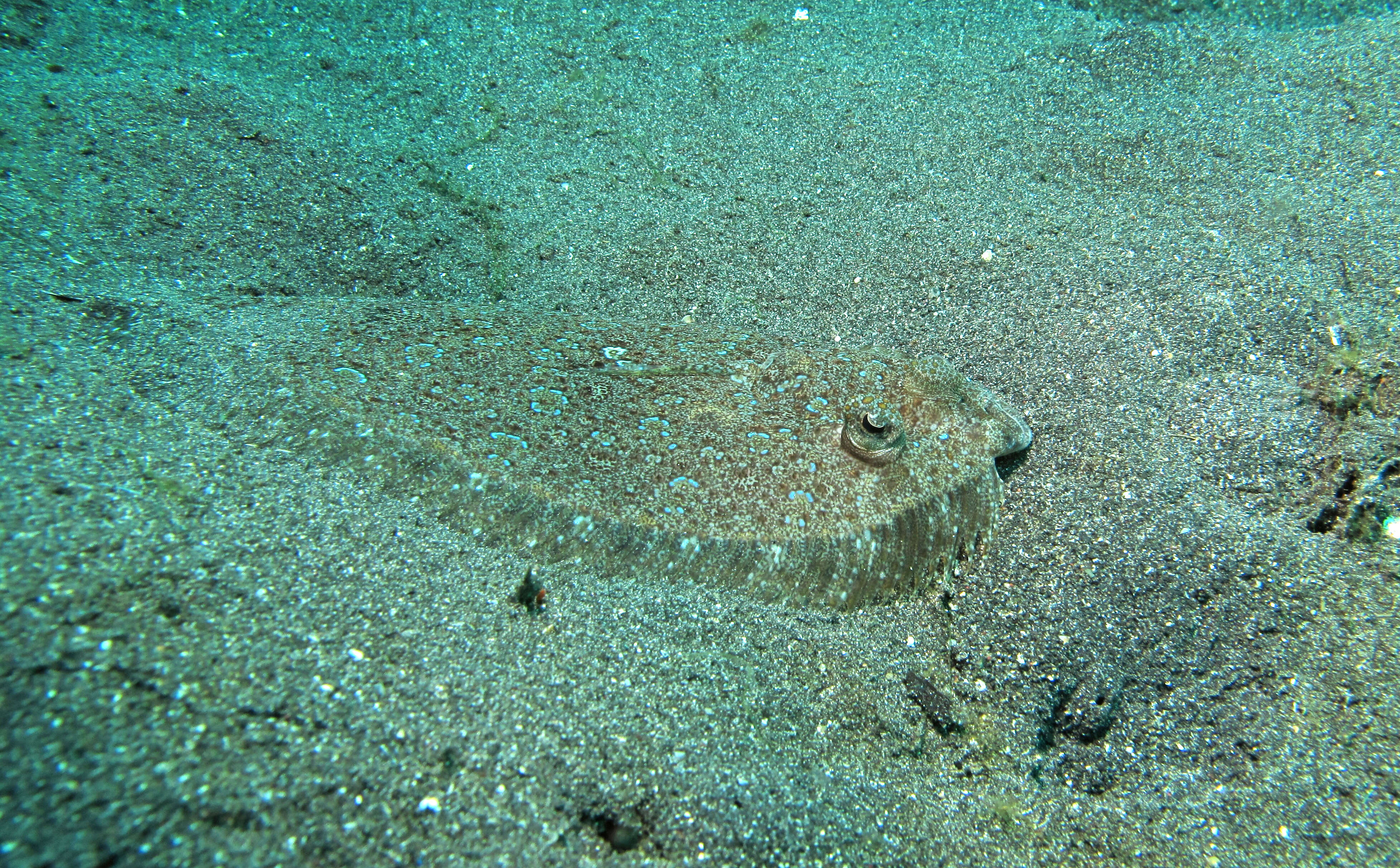 Image of Flounder